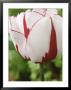 Tulipa Union Jack (Single Late Group) by Chris Burrows Limited Edition Print