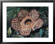 Close-Up Of The Rafflesia, The World's Largest Flowering Plant, Borneo, Asia by James Gritz Limited Edition Print