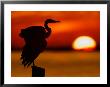Silhouette Of Great Blue Heron Stretching Wings At Sunset, Fort De Soto Park, St. Petersburg by Arthur Morris. Limited Edition Print