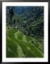 Terraced Rice Fields Near Gagah, Bali, Indonesia, Southeast Asia by James Green Limited Edition Print