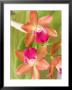 Orchid Blooms In The Spring, Thailand by Gavriel Jecan Limited Edition Pricing Art Print