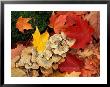 Maple Leaves And Bracket Fungus On Forest Floor, Rossview Farm, Merrimack River Valley by Jerry & Marcy Monkman Limited Edition Print