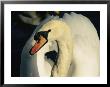 Water Drips From The Bill Of A Trumpeter Swan by Brian Gordon Green Limited Edition Print