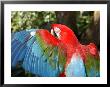 Colorful Macaw by Stacy Gold Limited Edition Print