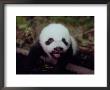 Juvenile Panda Just Starting To Open Her Eyes by Lu Zhi Limited Edition Pricing Art Print