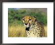 Cheetah, Namibia, Africa by David Tipling Limited Edition Print