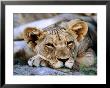 Lion Cub, Etosha National Park, Kunene, Namibia by Ariadne Van Zandbergen Limited Edition Print