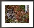 Grey Wolf Amongst Woodland Leaves, Minnesota, Usa by Lynn M. Stone Limited Edition Print