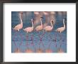 Five Lesser Flamingos Walking In Line, Lake Nakuru, Kenya by Anup Shah Limited Edition Print