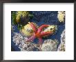 Blood Star, With Limpets And Barnacles Exposed At Low Tide, Tongue Point, Washington, Usa by Georgette Douwma Limited Edition Pricing Art Print