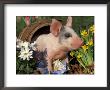 Domestic Piglet In Barrel, Mixed-Breed by Lynn M. Stone Limited Edition Print