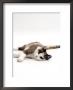 Domestic Cat, 5-Month, Chocolate Tortoiseshell Lying Down by Jane Burton Limited Edition Print