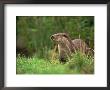 European Otter (Lutra Lutra), Otterpark Aqualutra, Leeuwarden, Netherlands, Europe by Niall Benvie Limited Edition Print
