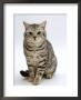 Domestic Cat, British Shorthair Silver Spotted Tabby Male by Jane Burton Limited Edition Pricing Art Print