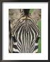 Close Up Of Stripe Patterns On Common Zebra Face, Kenya East Africa by Anup Shah Limited Edition Print