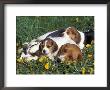 Beagle With Puppies In Grass by Lynn M. Stone Limited Edition Pricing Art Print