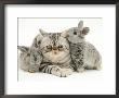 Silver Exotic Cat With Two Silver Baby Rabbits by Jane Burton Limited Edition Print