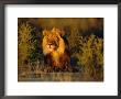 Lion Male, Kalahari Gemsbok, South Africa by Tony Heald Limited Edition Print