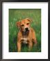 Pit Bull Terrier Puppy by Adriano Bacchella Limited Edition Pricing Art Print