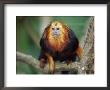 Portrait Of Golden Headed Lion Tamarin, Endangered Species Native To Brazil by Anup Shah Limited Edition Print