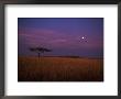 Spotted Hyaena, At Dusk Walking To Acacia Tree, Maasai Mara, Kenya by Anup Shah Limited Edition Print