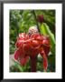 Tropical Flower, Costa Rica, Central America by R H Productions Limited Edition Print