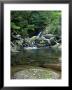 Shiratani Unsuikyo, Yakushima, Kagoshima, Japan by Rob Tilley Limited Edition Print