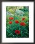 Papaver Orientale, Alchemilla Mollis Aquilegia, Ranunculus Arvensis Cae Hir, Wales by Mark Bolton Limited Edition Pricing Art Print