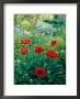 Papaver Orientale, Alchemilla Mollis Aquilegia, Ranunculus Arvensis Cae Hir, Wales by Mark Bolton Limited Edition Print