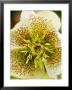 Helleborus Orientalis Hybrid (Lenten Rose) by Mark Bolton Limited Edition Pricing Art Print