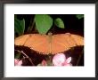 Julia Butterfly, Male, Originates From Peru by Terry Button Limited Edition Print