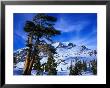 Ancient Limber Pines With Snowy Mountain Behind Sequoia National Park, California, Usa by Rob Blakers Limited Edition Print