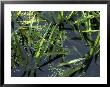 Stratiotes Aloides (Water Soldier) & Lemna Minor (Duckweed) In Water by Sunniva Harte Limited Edition Print