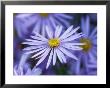 Aster Pyrenaeus Lutetia by Lynn Keddie Limited Edition Pricing Art Print