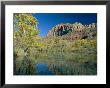 Reflections Of Trees In Fall Colours And The Cliffs Of Zion, In A Lake, Utah, Usa by Ruth Tomlinson Limited Edition Pricing Art Print