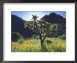 Wildflowers And Cacti In Sunlight, Organ Pipe Cactus National Monument, Arizona, Usa by Christopher Talbot Frank Limited Edition Print