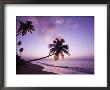 Palm Trees At Sunset, Coconut Grove Beach At Cade's Bay, Nevis, Caribbean by Greg Johnston Limited Edition Print