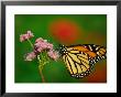 Monarch Butterfly At The Botanical Gardens In Zilker Park, Austin, Texas by Richard Cummins Limited Edition Print