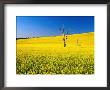 Dead Tree In Field Of Flowering Canola, Cootamundra, New South Wales, Australia by Ross Barnett Limited Edition Print
