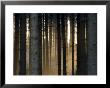 Fog In The Forest, Bielefeld, North Rhine-Westphalia, Germany by Thorsten Milse Limited Edition Print