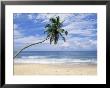 Palm Tree, Hikkaduwa Beach, Sri Lanka, Indian Ocean by Yadid Levy Limited Edition Print