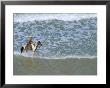 Woman Riding Horse On The Beach, Tibau Do Sul, Natal, Rio Grande Do Norte State, Brazil by Sergio Pitamitz Limited Edition Print