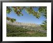 Cherry Tree, Bcharre, Qadisha Valley, Unesco World Heritage Site, North Lebanon, Middle East by Christian Kober Limited Edition Print