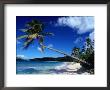 Palm Trees On Galley Beach In Leeward Islands, Antigua & Barbuda by Wayne Walton Limited Edition Pricing Art Print
