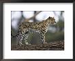 Leopard (Panthera Pardus) Standing On Log, Samburu Game Reserve, Kenya, East Africa, Africa by James Hager Limited Edition Print