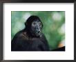 Spider Monkey by Anup Shah Limited Edition Pricing Art Print