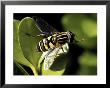 American Hover Fly, Metasurphus Americanus by Larry F. Jernigan Limited Edition Pricing Art Print