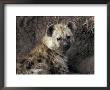 Young Spotted Hyena Pup Rests In The Shade Of A River Bank by Jason Edwards Limited Edition Print