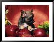 Chihuahua Puppy In Apple Basket by Lynn M. Stone Limited Edition Pricing Art Print