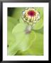 Zinnia Elegans Ruffles Series, Close-Up Of A Flower In Bud by Hemant Jariwala Limited Edition Print